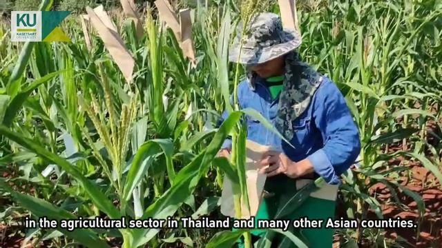 Pha Ratha, Cambodia Student at KASETSART UNIVERSITY смотреть онлайн