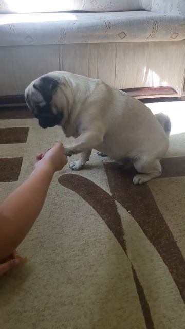 Pyza robi sztuczki /Pug Pyza makes tricks смотреть онлайн