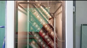 Инкубационное яйцо и молодняк индейки и перепелов, более подробно о поставках и выводах