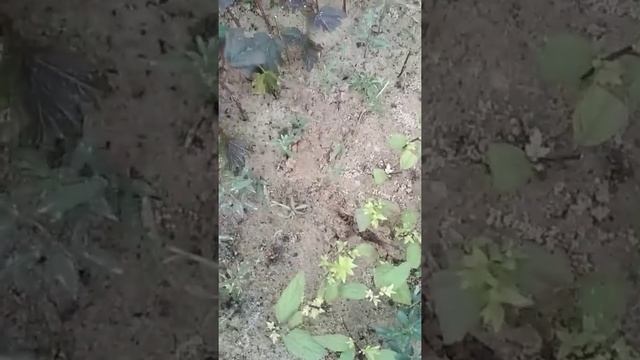 Летнее черенкование кустарников (продолжение 2) смотреть онлайн