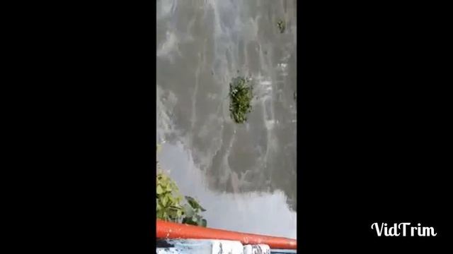 Flood in Assam, Nagaon district on 13.08.17 near Kaliabor College смотреть онлайн