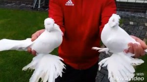 Голубеводы Германии 1 // Tauben Deutschlands 1.