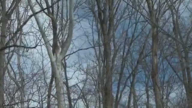 American Sycamore смотреть онлайн