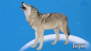 Баппахан: Джаныуарла. Алан тилде сëзле балачыкълагъа. Мультфильм на карачаевском языке для детей