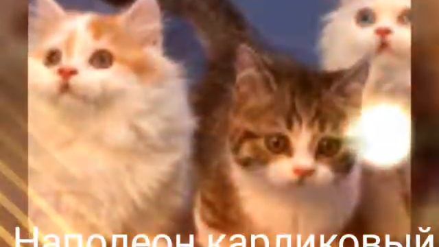 Породы котов и кошек для любителей смотреть онлайн