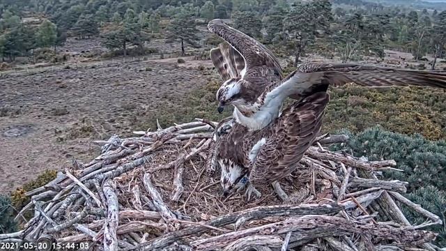 Male Osprey 022 and female CJ7 mating attempt 18/05/21 смотреть онлайн