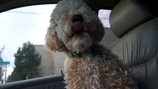 Beckham the Labradoodle sings the opera song "Carmina Burana" смотреть онлайн