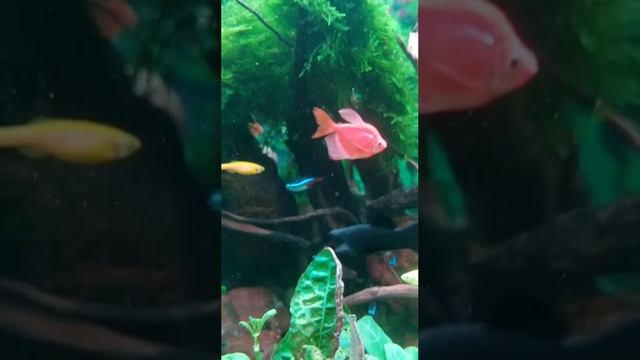 Аквариум смотреть онлайн