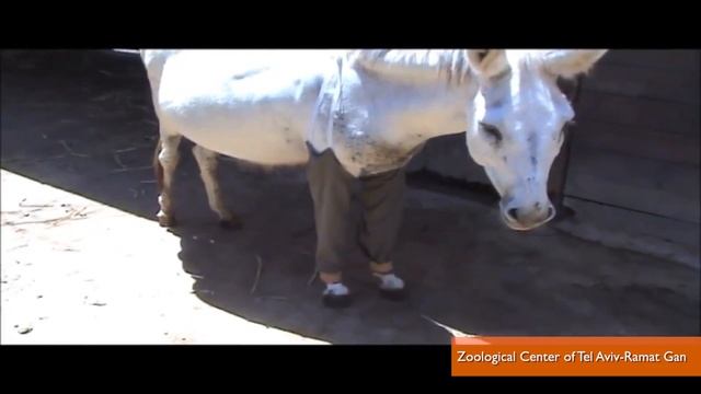 Abused Donkey Wears Pants to Heal Injured Legs смотреть онлайн