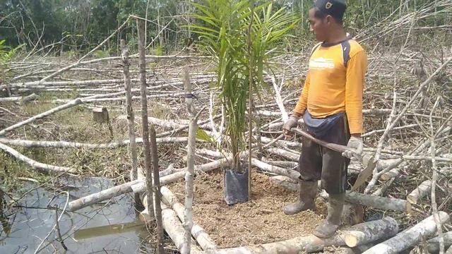 metode sderhana menanam sawit di areal lahan berair. cuma modal tenaga gk pake alat berat смотреть онлайн