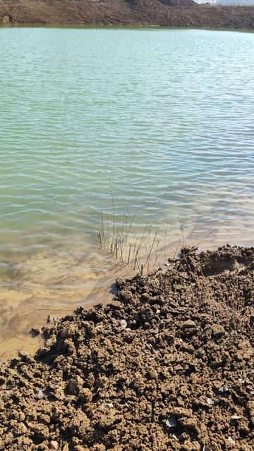 Садим Ледебуру у водоема.