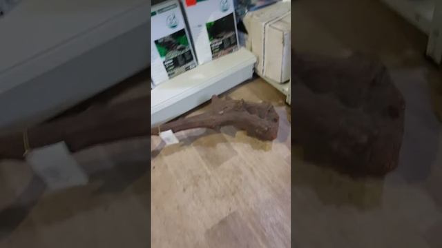 Мой Аквариум. Видеоблог начинающего аквариумиста. Коряги и камни смотреть онлайн