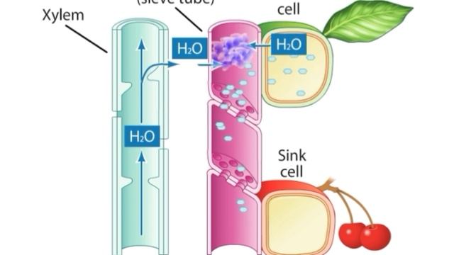 Pressure flow model (Translocation in the phloem) смотреть онлайн