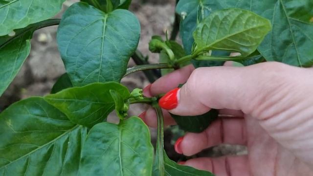 ФОРМИРОВКА ПЕРЦА НА СУПЕР РАННИЙ УРОЖАЙ. ВАЖНО!!! ДЕЛАЙ БИСТРО, ПОЛУЧАЙ МНОГО! смотреть онлайн