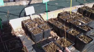 САЖЕНЦЫ ГОРТЕНЗИЙ В  НАЛИЧИИ! #саженцыгортензий