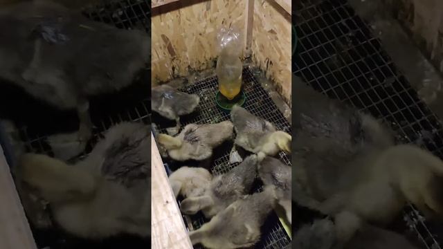 Гуси Очень любят траву!! нам 16 дней) смотреть онлайн