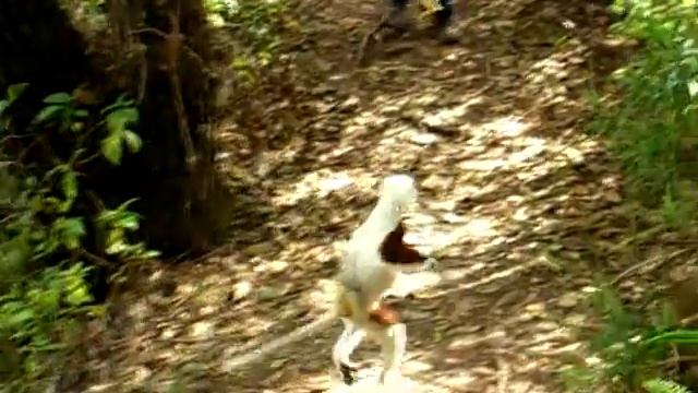 Sifaka in Madagascar смотреть онлайн