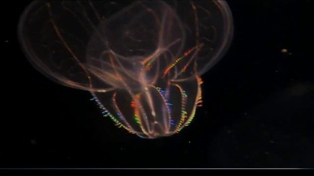 Comb Jellies