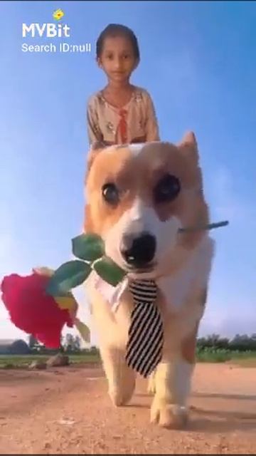 dog walking смотреть онлайн