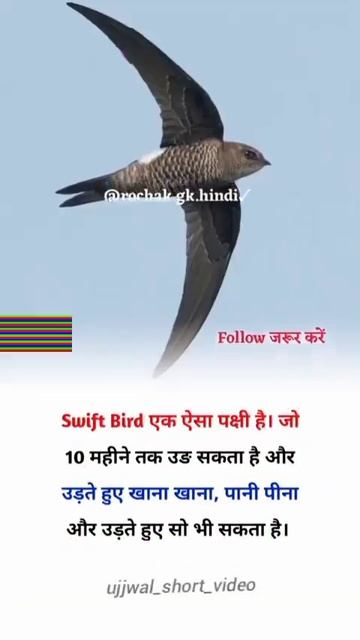 swift bird एक ऐसा पक्षी है। @ujjwal_motivation_short_video #motivationalshortvideo #shortfeed #sh смотреть онлайн