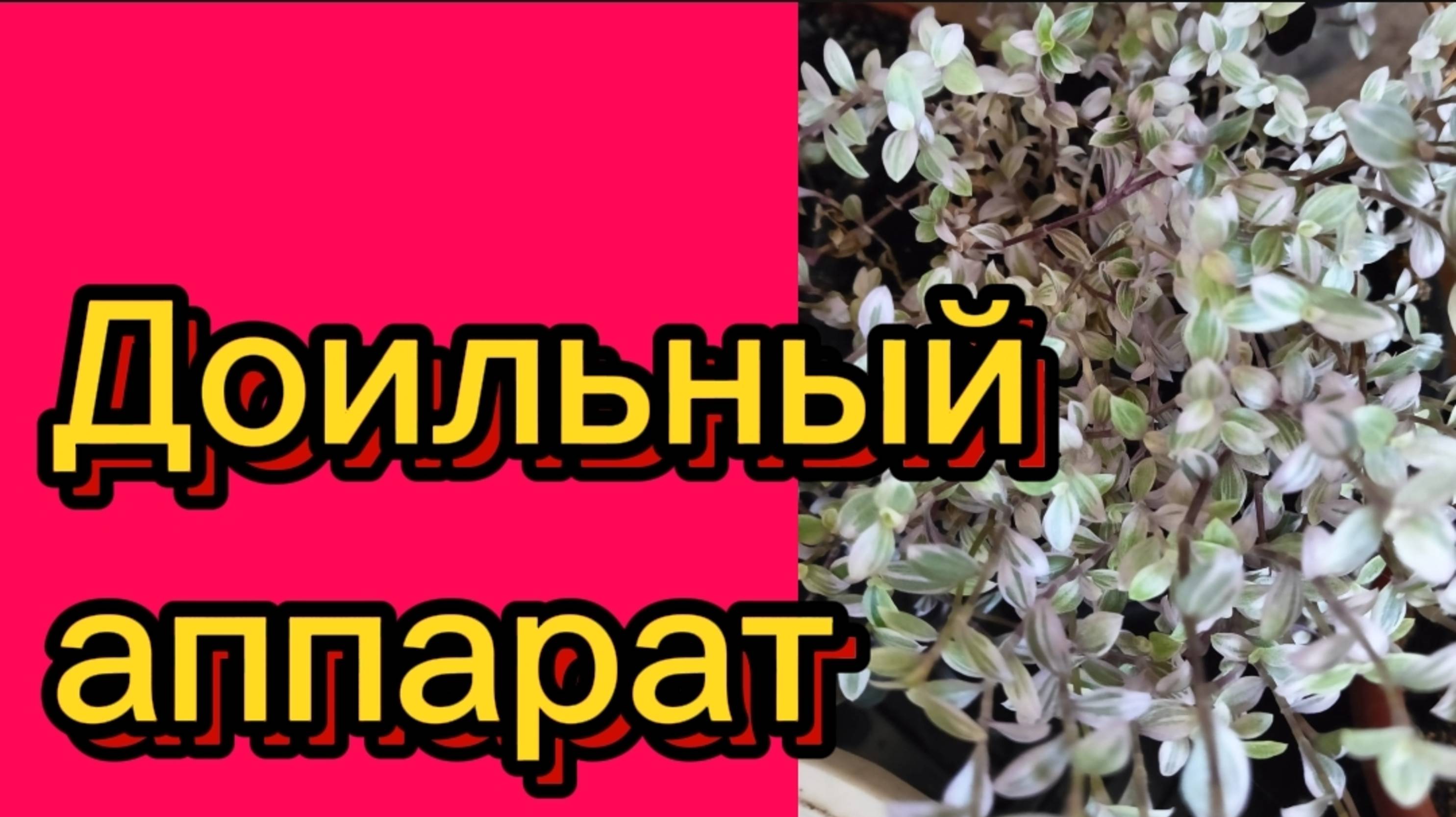 "ДЕРЕВЕНСКИЙ ДНЕВНИК"ПОПРОШАЙКА, ДОЙКА" смотреть онлайн