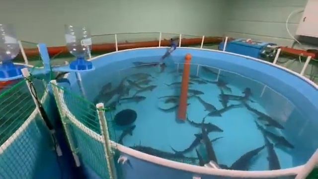 Модуль УЗВ в гараж #бизнесидея #белуга #акваферма #рыбныйбизнес #рыба смотреть онлайн