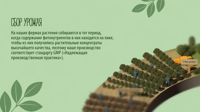 Производственный цикл NUTRILITE