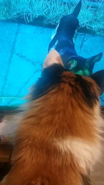 Kitty loves Fallout 4 Dogmeat смотреть онлайн