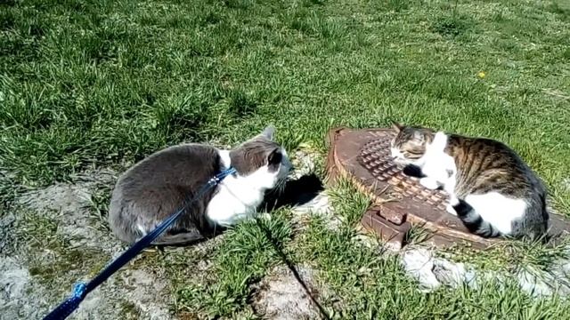 Марфей и дворовой котик) смотреть онлайн