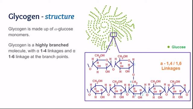Polysaccharides смотреть онлайн