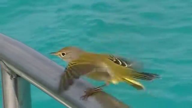 Galapagos Islands - Darwin Finch! смотреть онлайн