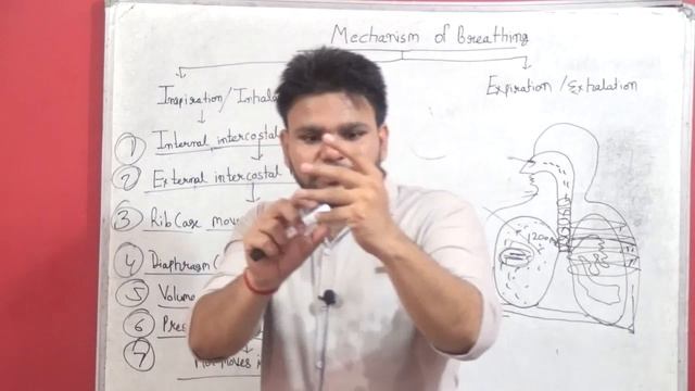 Human respiratory system/Respiratory system/General science/ all competitive exam/ #5 смотреть онлайн
