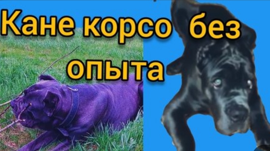Кане Корсо для начинающих ,без опыта.Стоит ли заводить бойцовые породы не имея опыта? смотреть онлайн
