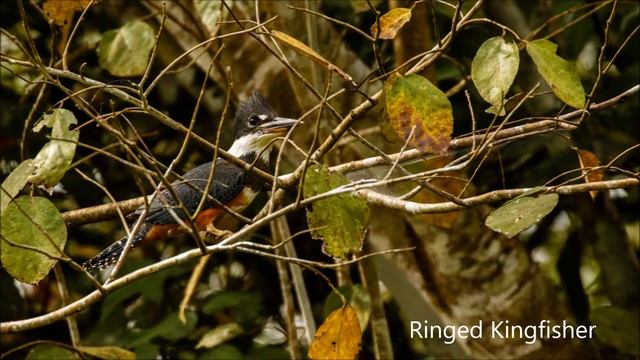 Peru birding: Manu part 1 смотреть онлайн