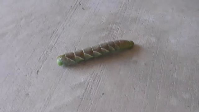Hawk Moth Caterpillar смотреть онлайн