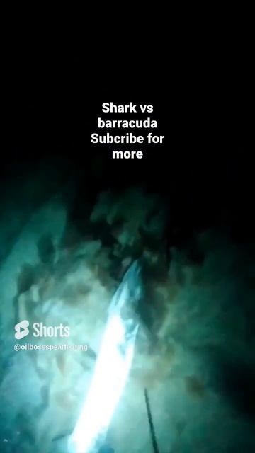 shark 🦈 vs barracuda #shorts #shark #baracuda смотреть онлайн