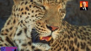 Леопарды и Гепарды - Грациозные хищники Африки-