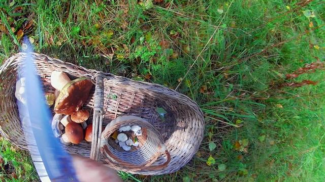 Открытие грибного сезона на Селигере-белые пошли