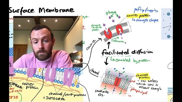 Membranes Mindmap (OCR A Level Biology 2.5) смотреть онлайн