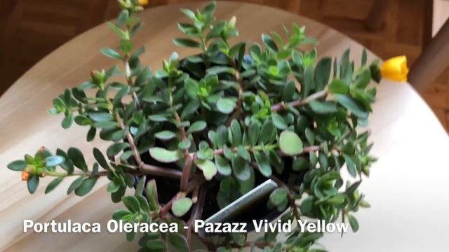 AMAZING HOUSEPLANTS, SUCCULENTS & CACTI HAUL PART 2/2