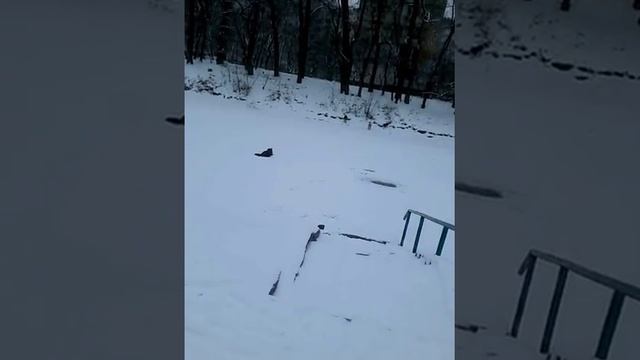 Собаки на озере (без слов) смотреть онлайн