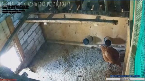 Курятник онлайн HD Живая трансляция. Chicken coop online. Life stream
