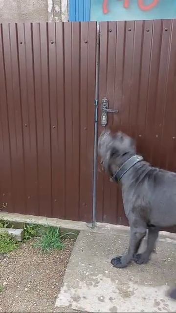 не тормози! будь как Кане Корсо смотреть онлайн