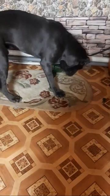 Кане Корсо жрет бутылку смотреть онлайн