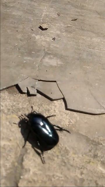 Kumbang ( CETONIA AURATA)....k.121120 смотреть онлайн