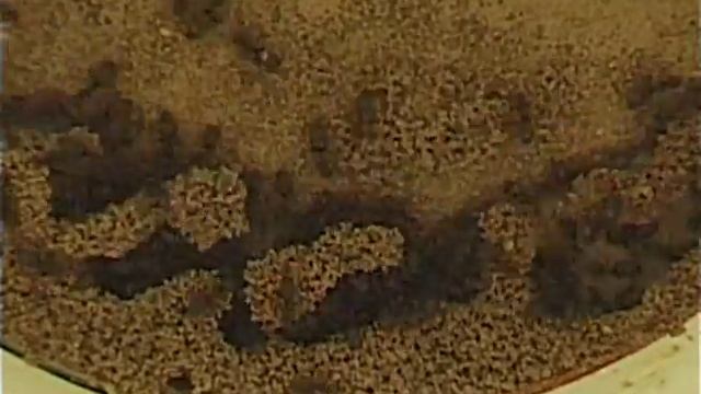 Self-organized nest construction in the ant Lasius niger смотреть онлайн