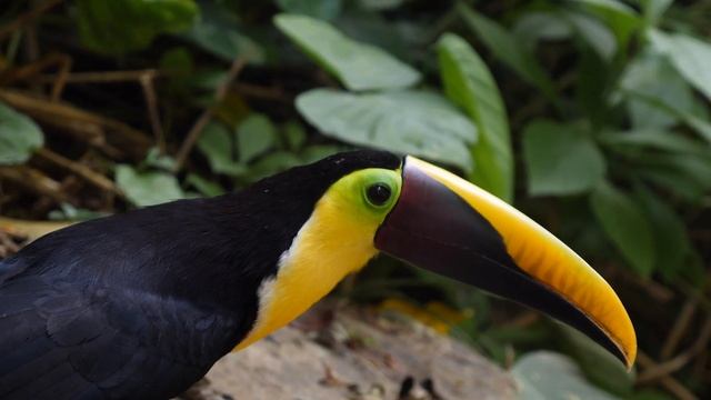 Екзотична фауна. Кліпи. Ніжна музика для душі та відпочинку. Мелодії на піаніно та фортепіано смотреть онлайн