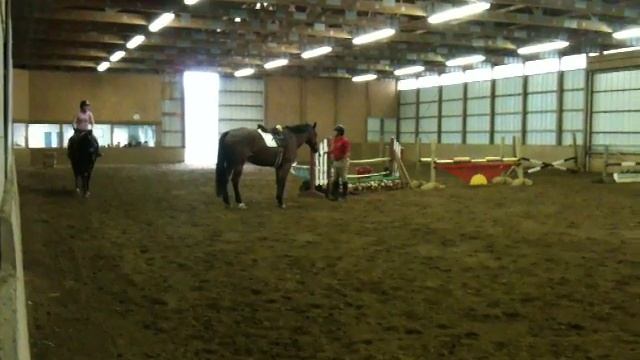 Equitation prospect for sale~Tyrone Jumping смотреть онлайн