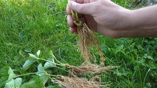 ПРАВИЛЬНАЯ РАССАДА🍓🍓🍓