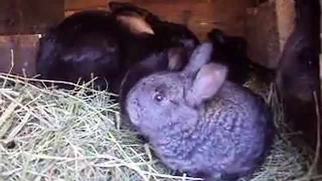 КРОЛИКАМ 25 дней смотреть онлайн